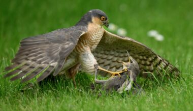 Winning images from the British Wildlife Photography Awards 2026