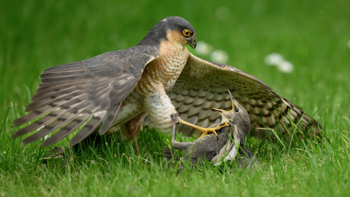 Winning images from the British Wildlife Photography Awards 2026