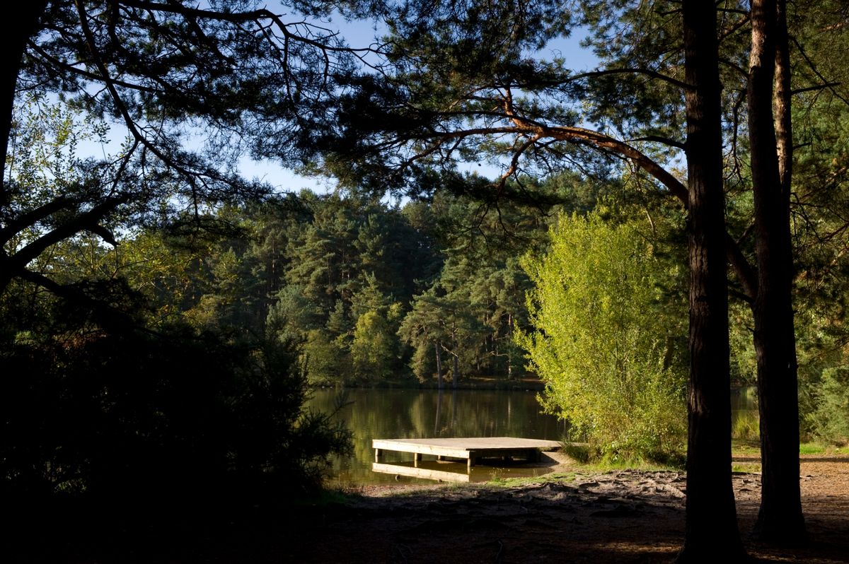 Natural England are welcoming visitors to its newest nature reserve, however there are some rules (Image: Thursley Common nature reserve)