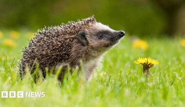 A hedgehog with its head pointing upwards, appearing to be alert, with a yellow flower in the green grass next to it.