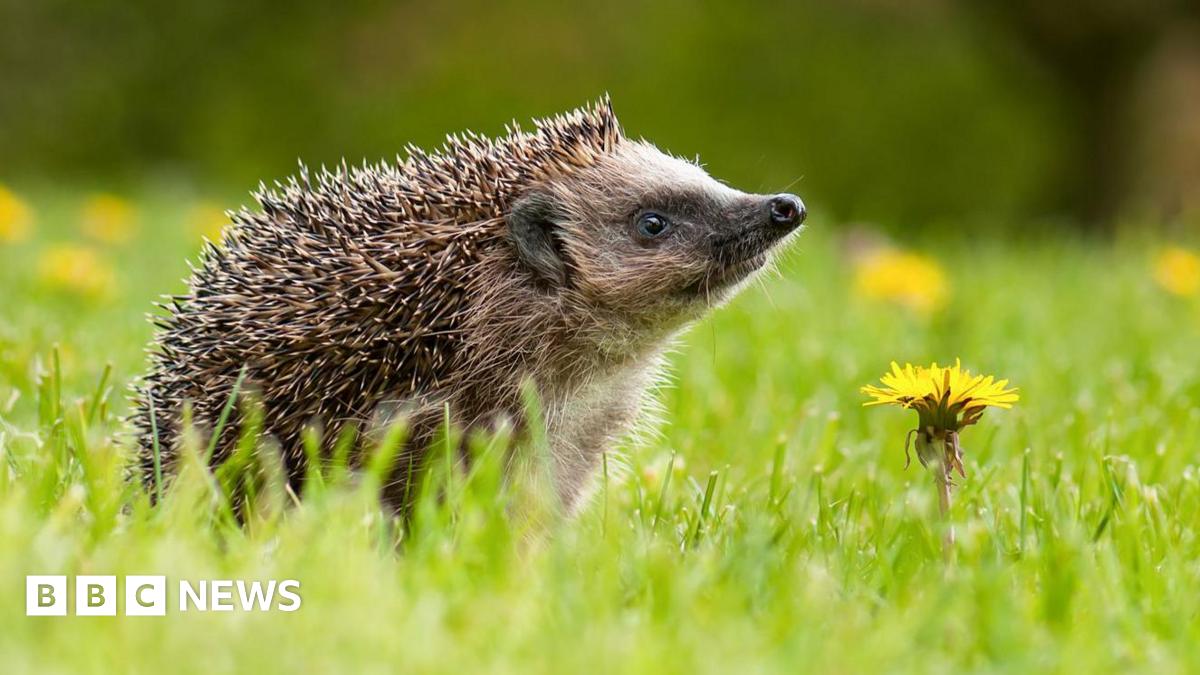 A hedgehog with its head pointing upwards, appearing to be alert, with a yellow flower in the green grass next to it.