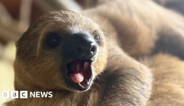 Channel Islands weekly quiz: Why is a sloth moving away? - BBC