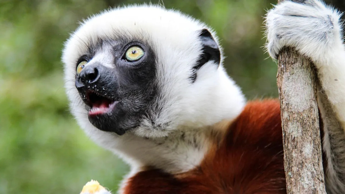 San Francisco Zoo Lemurs Have the Cutest Reaction To Receiving Their Own Punch Stuffy