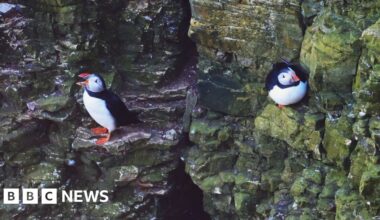 Two puffins stand on narrow ledges of a rugged, green‑tinged cliff face, their bright orange beaks and feet standing out against the rock. One puffin faces outward while the other rests against the stone.