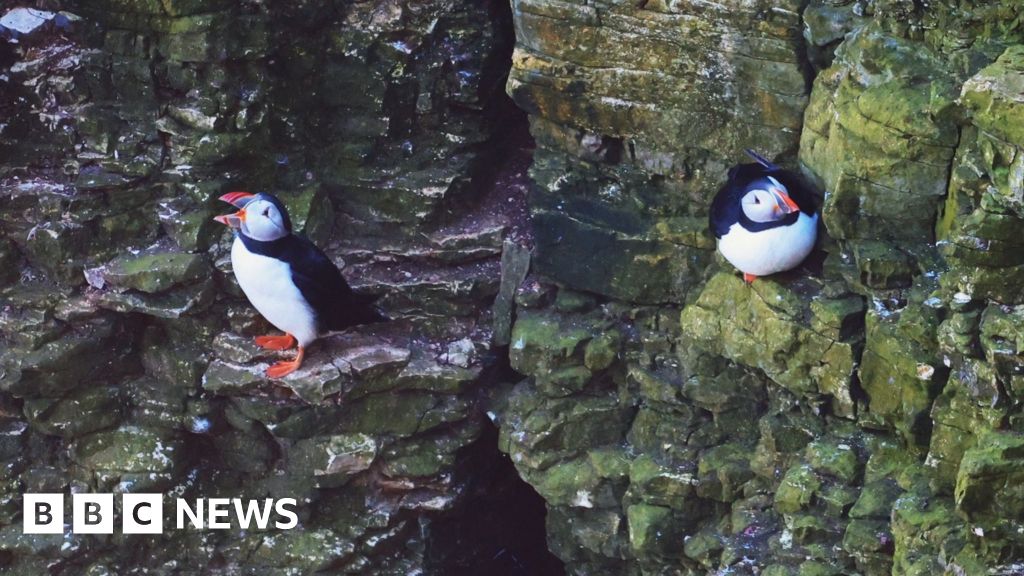 Two puffins stand on narrow ledges of a rugged, green‑tinged cliff face, their bright orange beaks and feet standing out against the rock. One puffin faces outward while the other rests against the stone.