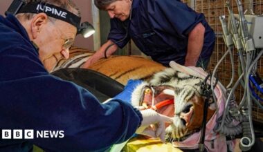 Image of a tiger being operated on.  The animal has its mouth held open and a specialist wearing gloves is undertaking dentistry on the animals teeth.