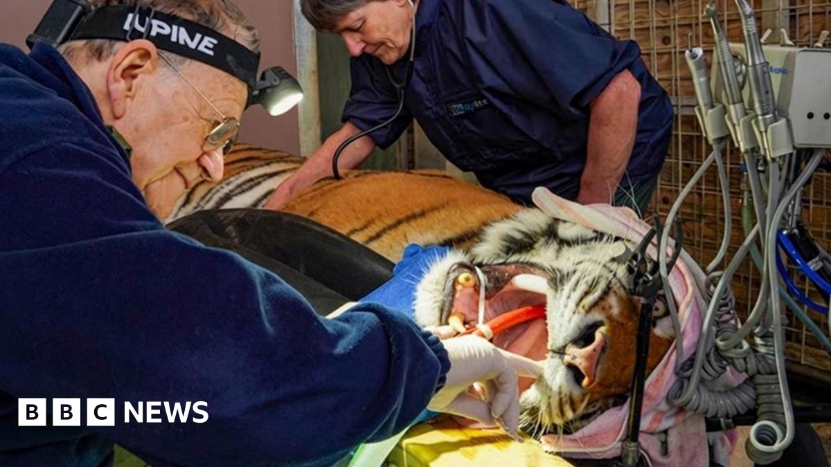 Image of a tiger being operated on.  The animal has its mouth held open and a specialist wearing gloves is undertaking dentistry on the animals teeth.