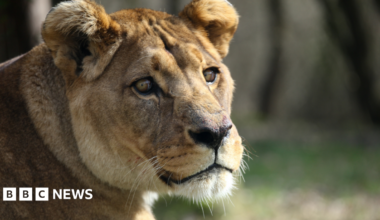 A Barbary lion at a zoo in Kent
