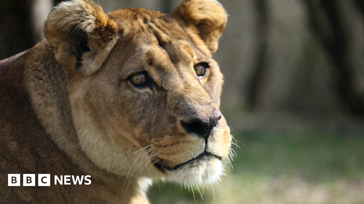 A Barbary lion at a zoo in Kent
