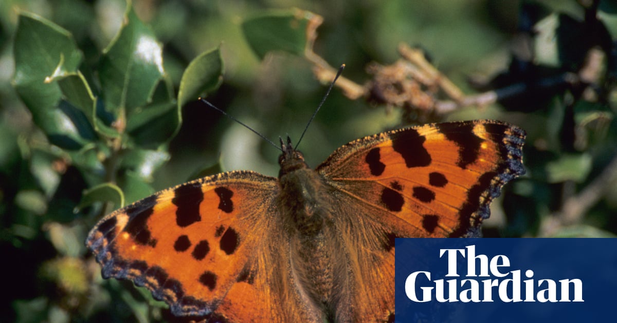 Large tortoiseshell butterfly confirmed no longer extinct in UK | Wildlife