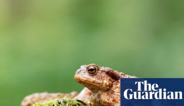 ‘A toad is a perfect tenner’: experts recommend wild candidates for new banknotes | Wildlife