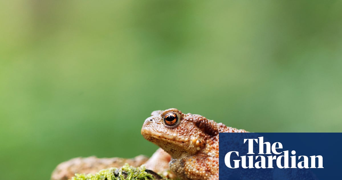 ‘A toad is a perfect tenner’: experts recommend wild candidates for new banknotes | Wildlife