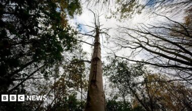 A shot of the tree canopy taken from the base of the tree, looking upwards to the sky