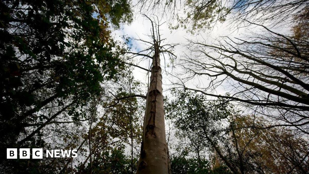 A shot of the tree canopy taken from the base of the tree, looking upwards to the sky