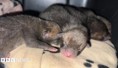 Small brown fox cubs with pink noses on a light brown blanket. Their eyes are closed.
