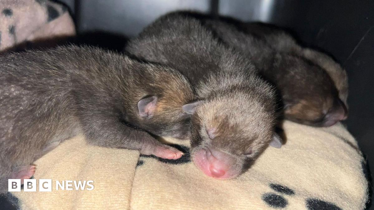 Small brown fox cubs with pink noses on a light brown blanket. Their eyes are closed.