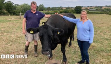 A middle aged couple - a man with grey hair and a woman with shoulder-length blonde hair, smile as they rest their hands on the withers of a black cow in a field. The man is wearing a navy polo shirt, checked shorts and wellies, and the woman is wearing a light blue jumper, skinny jeans and black trainers. It is a cloudy but warm day in the summer, and the grass in the field is scorched.