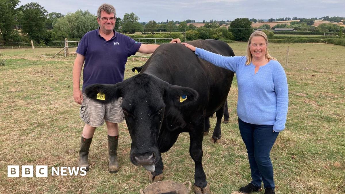 A middle aged couple - a man with grey hair and a woman with shoulder-length blonde hair, smile as they rest their hands on the withers of a black cow in a field. The man is wearing a navy polo shirt, checked shorts and wellies, and the woman is wearing a light blue jumper, skinny jeans and black trainers. It is a cloudy but warm day in the summer, and the grass in the field is scorched.