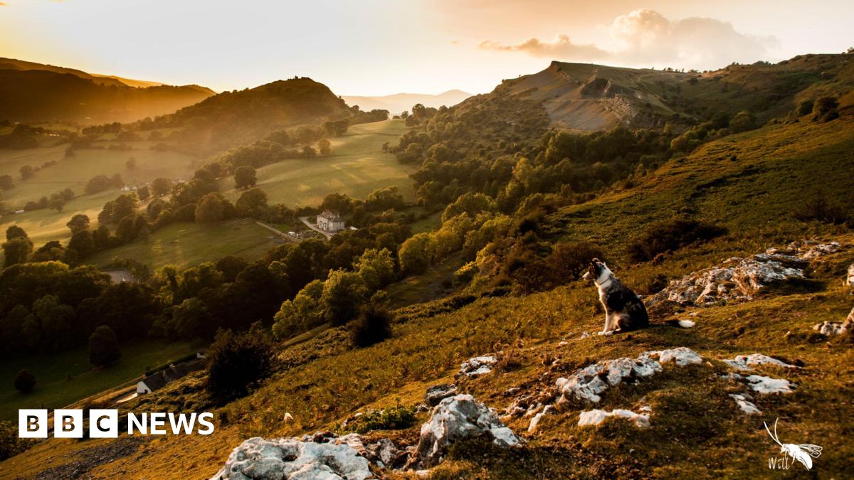 A dog looking out on the hills of north-east Wales. The sun is setting and the green hills are covered in a golden-hue.