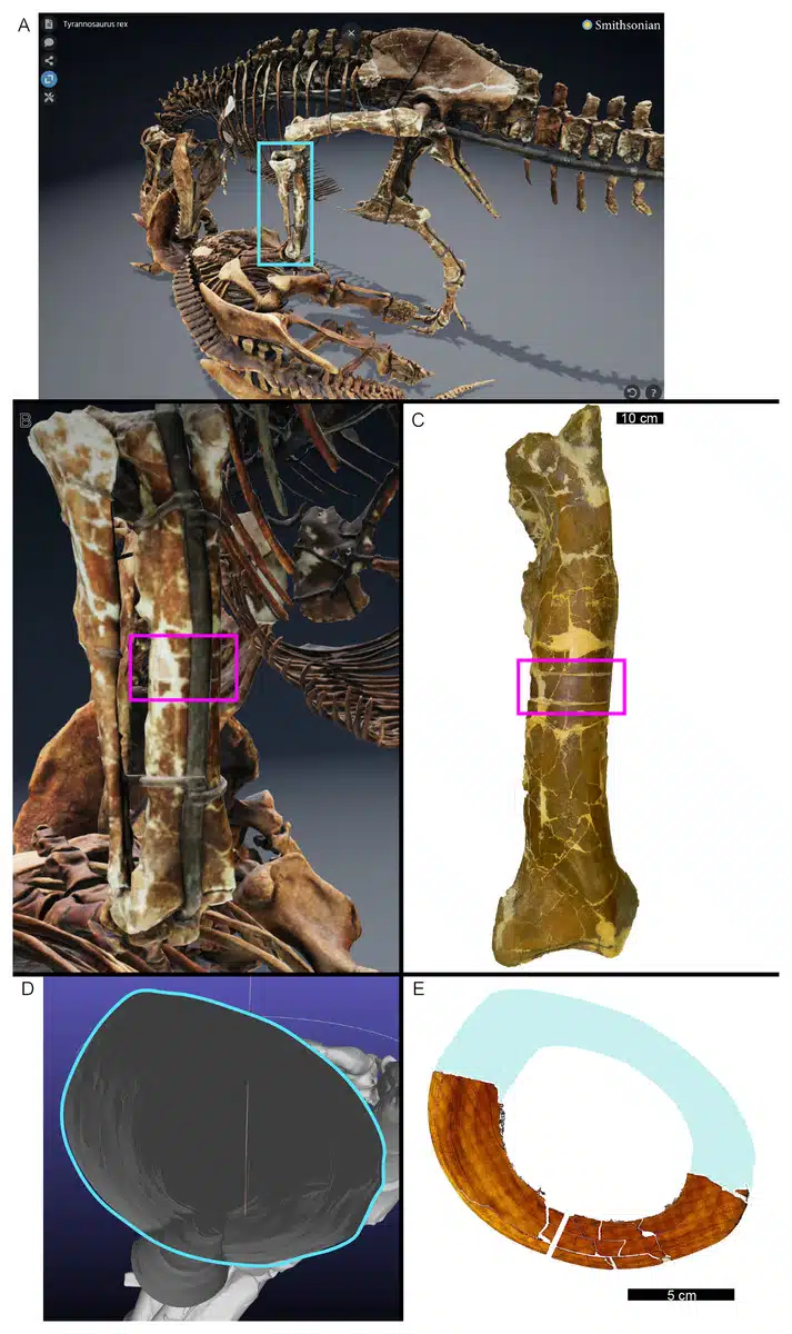3d Renderings And Cross Sections Of A Tyrannosaurus Rex Fossil.