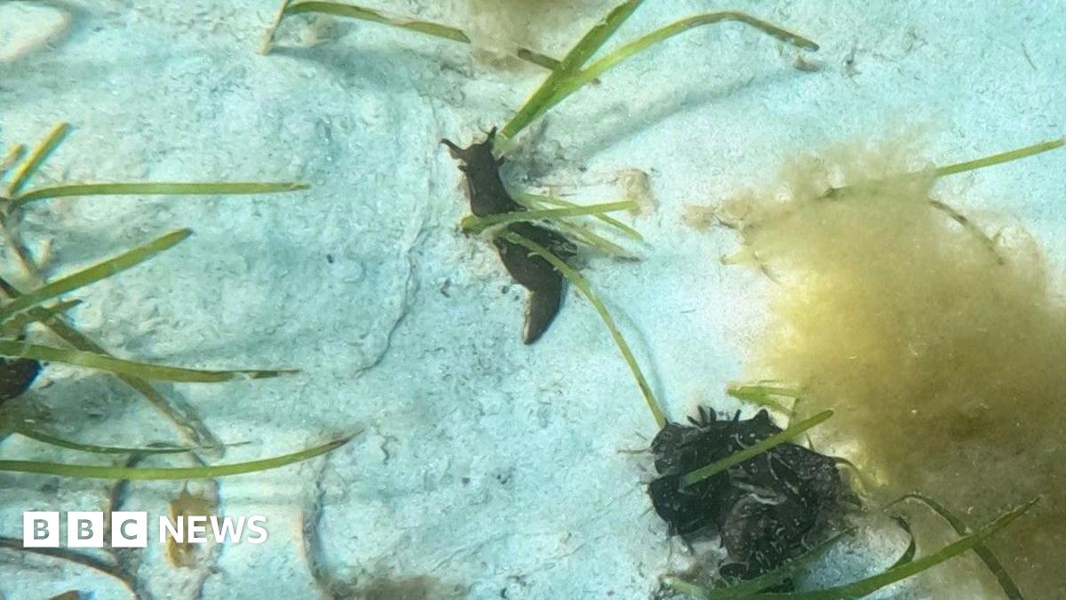 Large numbers of sea hares in Guernsey waters 'not unusual'