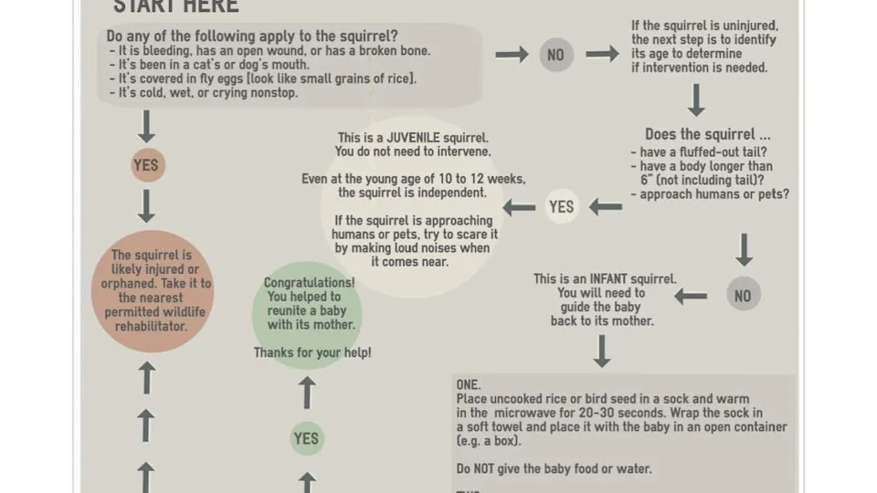 What to do if you find a baby squirrel