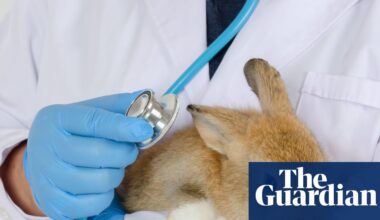 UK vets face crackdown over fees as pet owners ‘left in the dark’ on bills | Business