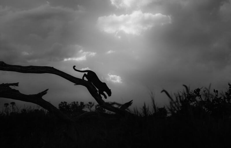 A silhouette of a leopard leaping from a tree branch against a dramatic, cloudy sky at sunset. The scene is in black and white, highlighting the contrast between the animal and the background.