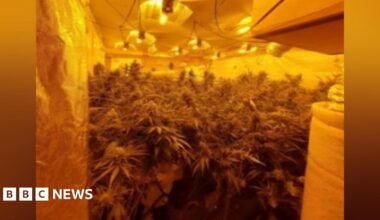 A thick collection of cannabis plants can be seen inside a room, with lighting. The room is glowing yellow.