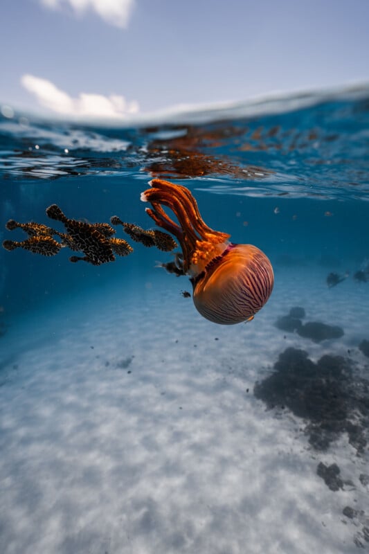 A vibrant nautilus floats near the ocean surface, its striped shell and tentacles visible in clear blue water with sunlight illuminating coral and sandy seabed below.