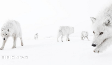 White wolves of different sizes on a white background.