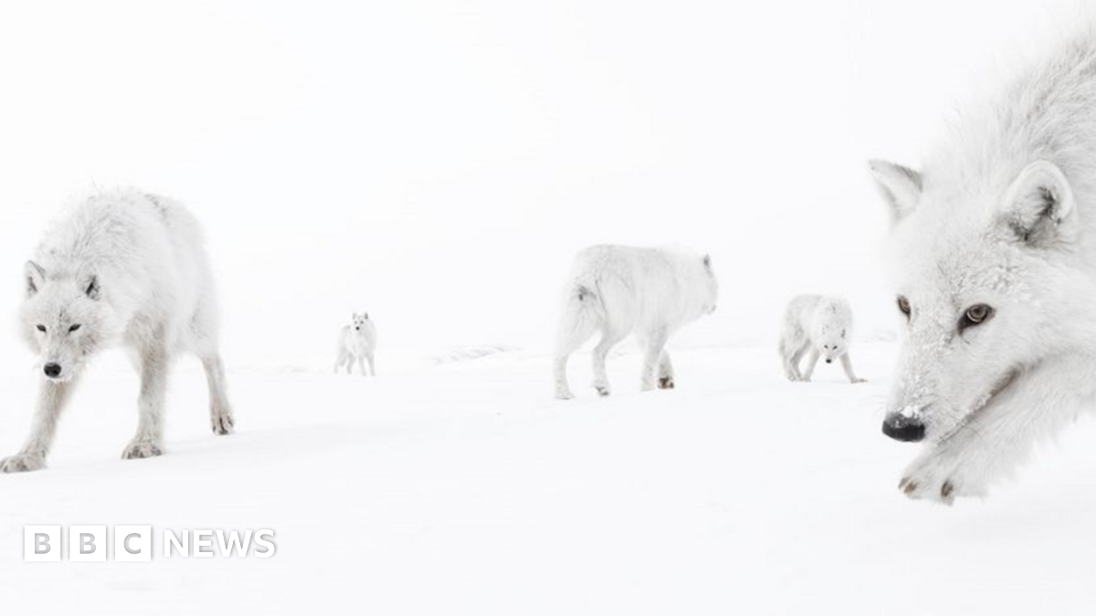 White wolves of different sizes on a white background.