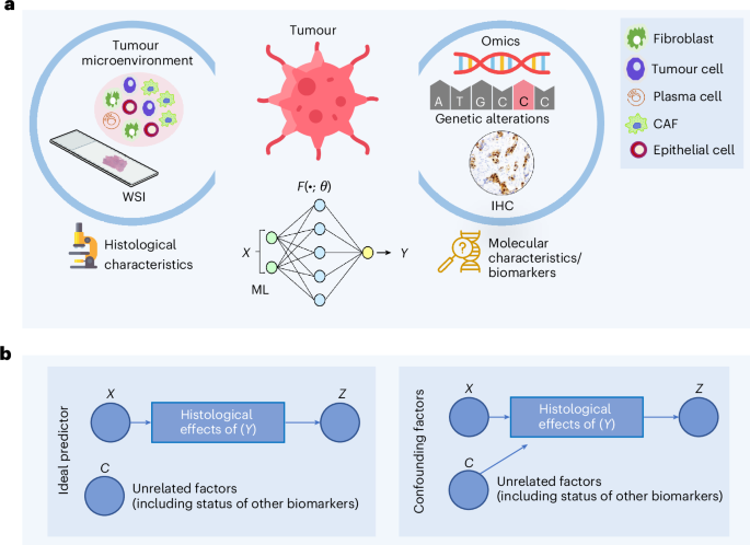 Confounding factors and biases abound when predicting molecular biomarkers from histological images