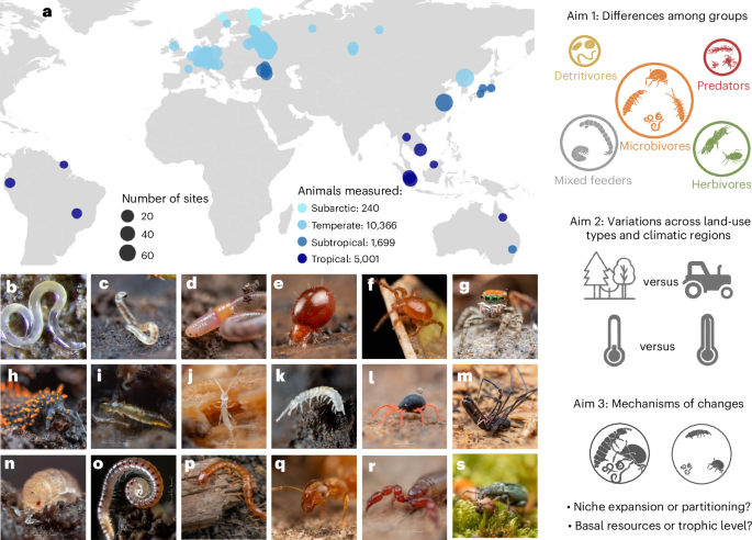 Greater trophic diversity of soil animal communities under agricultural land use and tropical climate