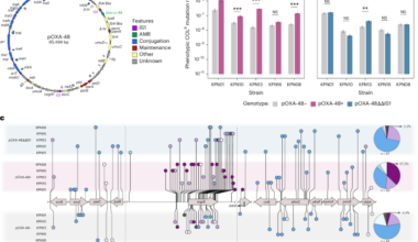 Plasmids promote antimicrobial resistance through insertion sequence-mediated gene inactivation