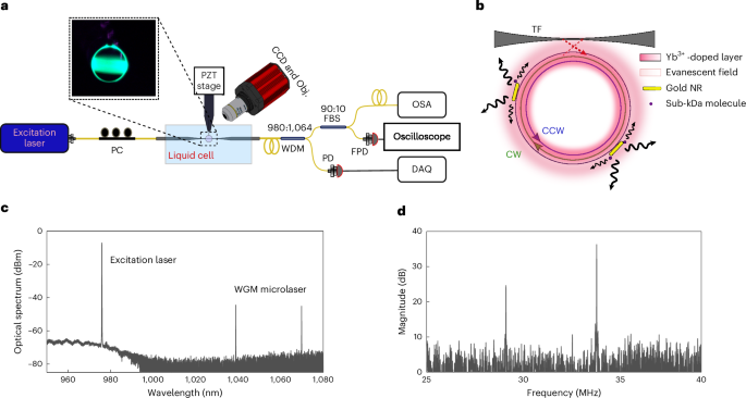 Single-atomic-ion detection with plasmon-enhanced whispering-gallery-mode microlasers