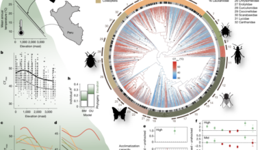 Limited thermal tolerance in tropical insects and its genomic signature