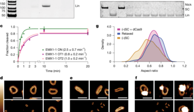 Structural basis of supercoiling-induced CRISPR–Cas9 off-target activity