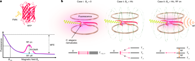 Magnetic resonance control of spin-correlated radical pair dynamics in vivo