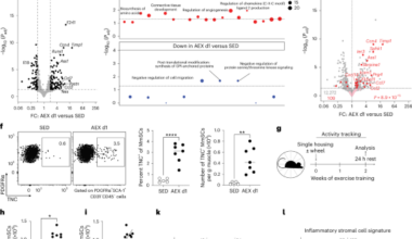 Piezo1-dependent activation of stromal cells ignites muscle inflammation in exercise and injury and is associated with inflammaging