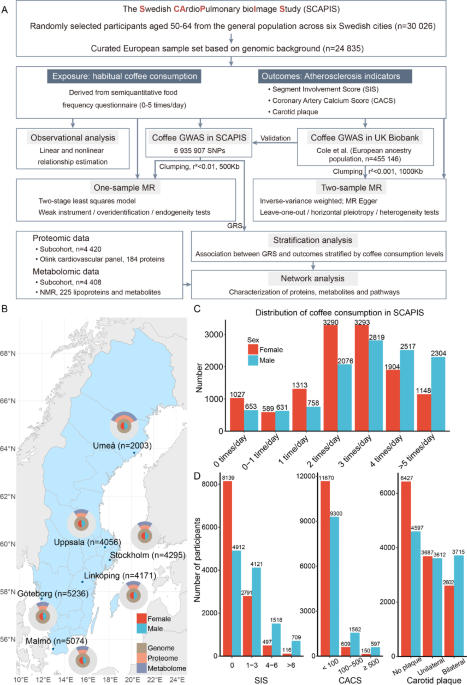 Genetic predisposition to coffee consumption and the association with the early risk of atherosclerosis