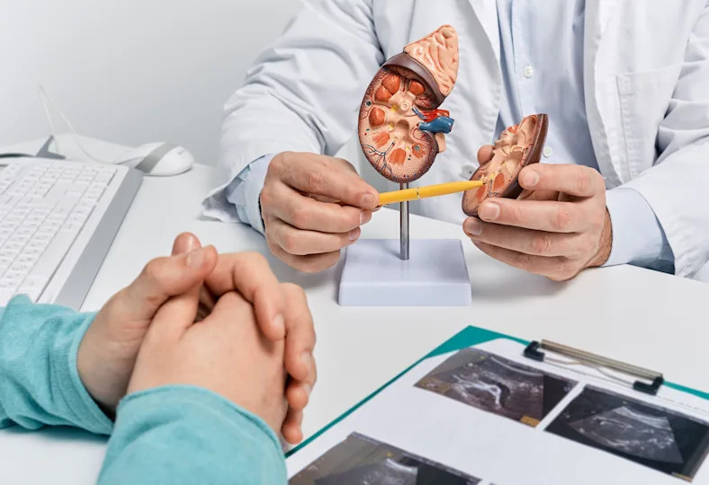Doctor using an anatomical kidney model to talk to a patient 