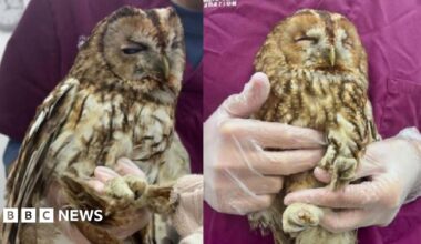 Side-by-side pictures of two owls rescued from a house after falling down its chimney.