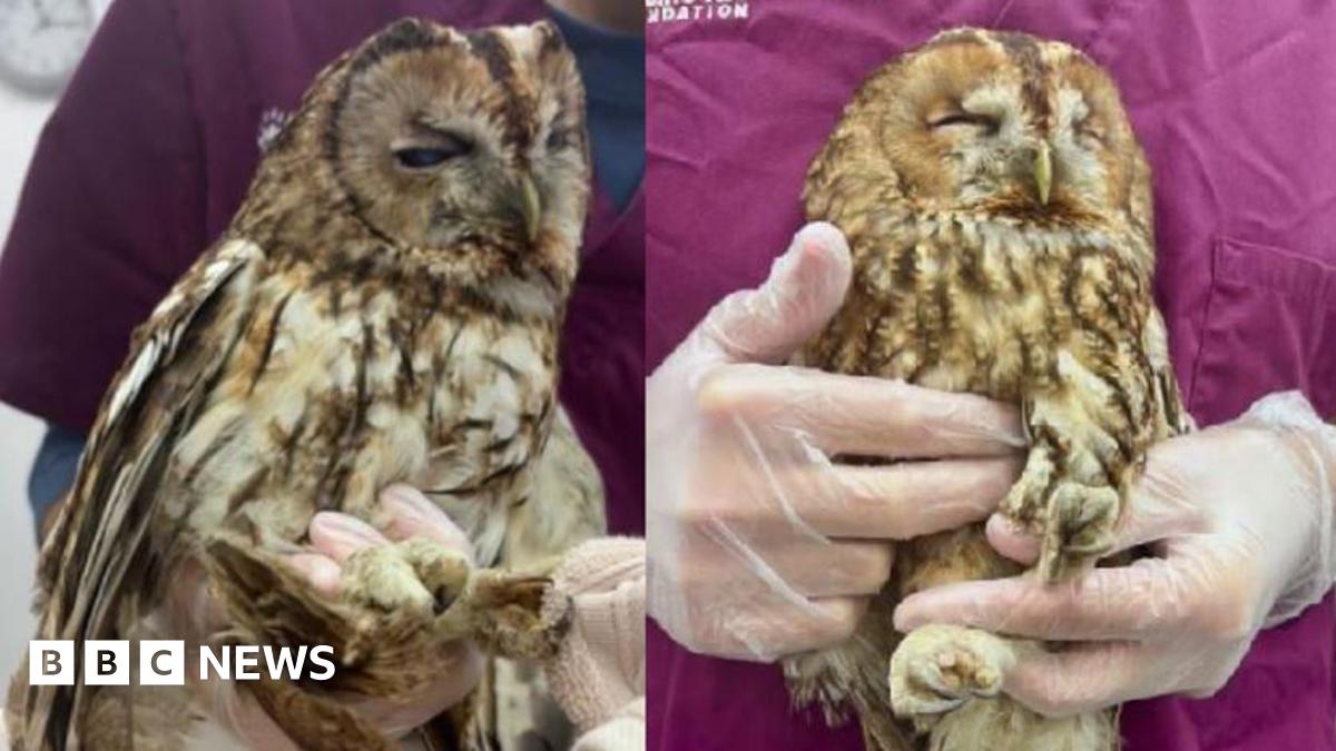 Side-by-side pictures of two owls rescued from a house after falling down its chimney.