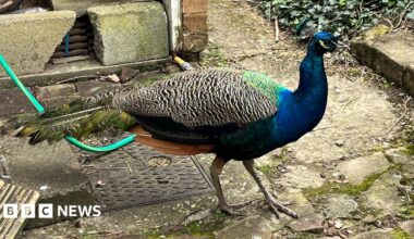 A colourful peacock with patterned feathers in blue, green and yellow. Its tail is not up. It appears in a paved garden.