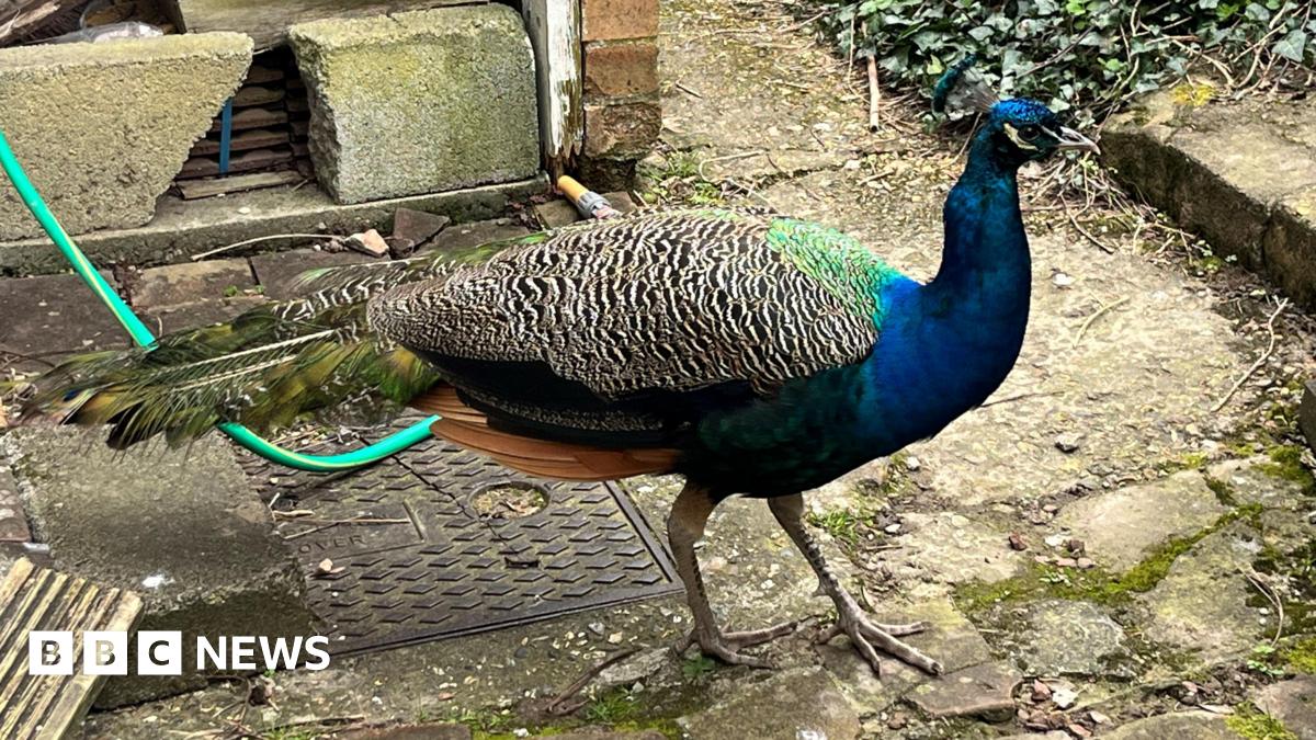 A colourful peacock with patterned feathers in blue, green and yellow. Its tail is not up. It appears in a paved garden.