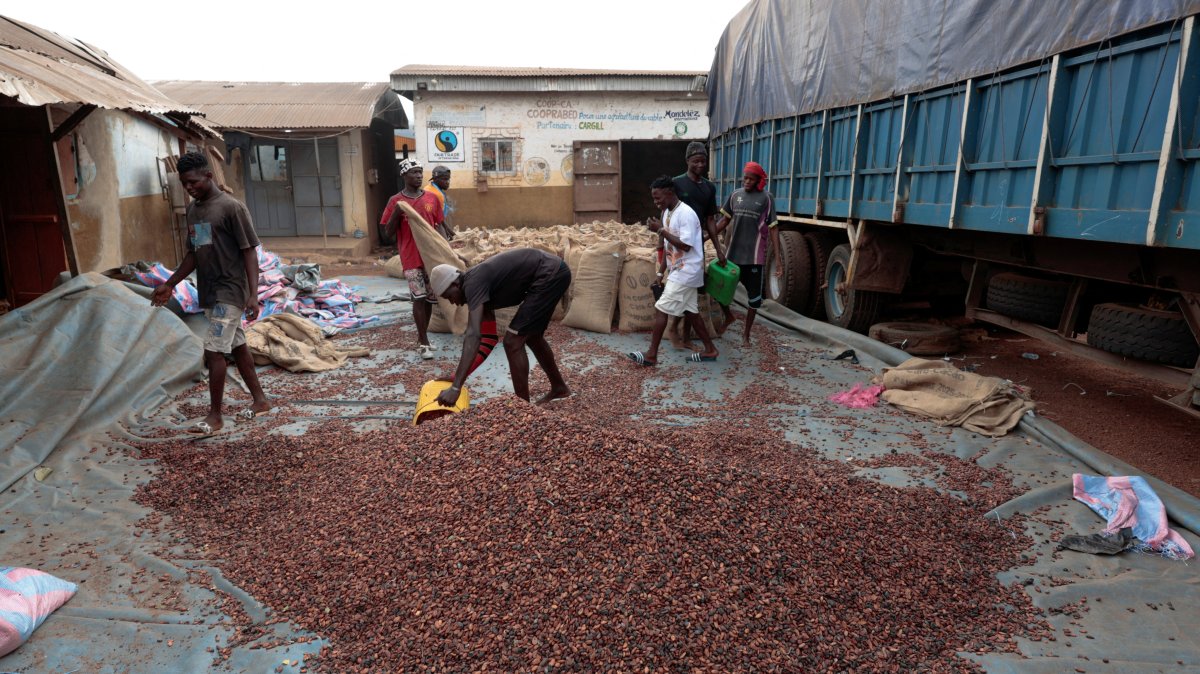 Ivory Coast slashes cocoa farmgate price by nearly 60% amid sales slump