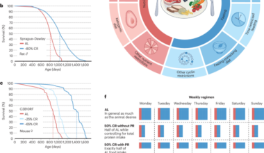 Dietary restriction in aging and longevity