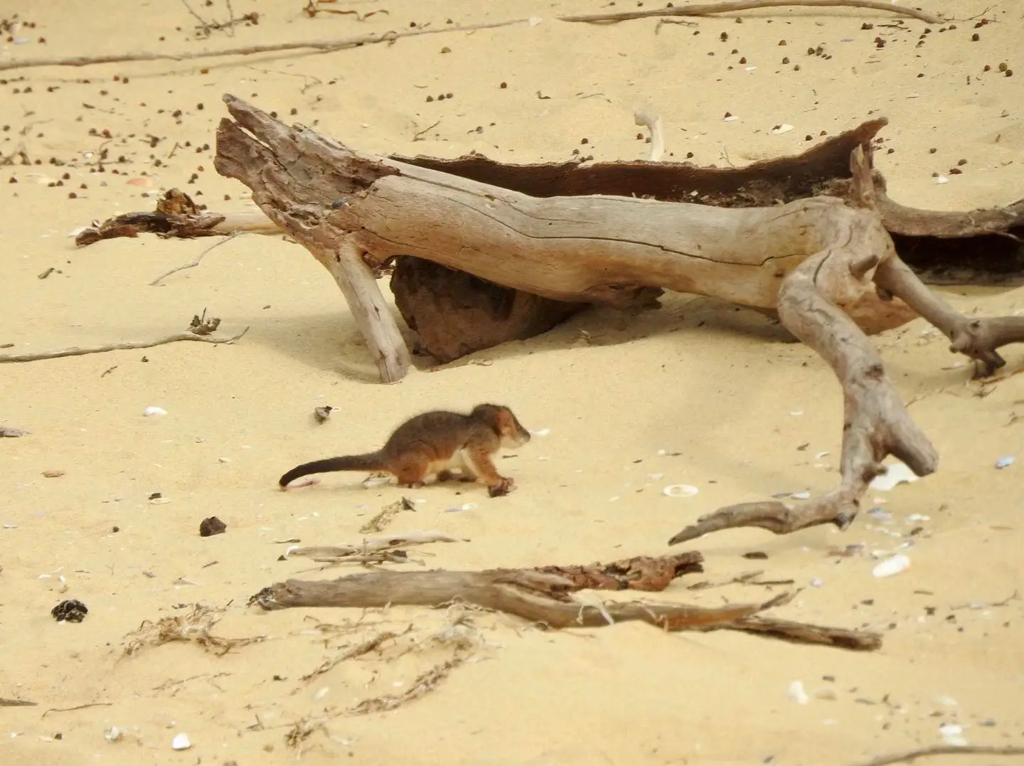 The possum seeking shelter under driftwood.