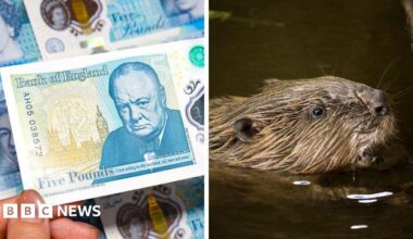 A composite picture of the Churchill £5 note on one side, and a beaver swimming through the water on the other.